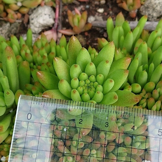 ????????爪蓮華????????多肉植物♪抜き苗♪