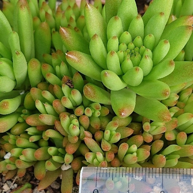 ????????爪蓮華????????多肉植物♪抜き苗♪