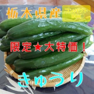 超特価❗栃木県産　きゅうり【コンパクトBOX】(野菜)