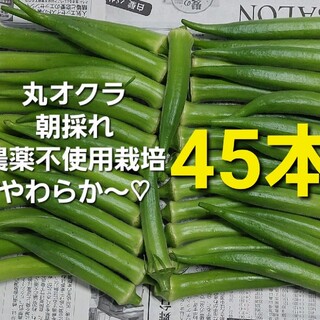 【無農薬】朝採れ丸オクラ４５本(野菜)