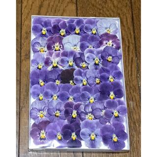 あ⑨ 銀の紫陽花が作った真夏には希少なビオラのドライフラワーです(ドライフラワー)