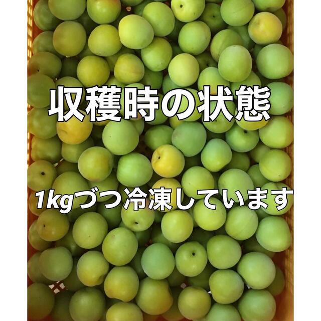 r012⚠️クール便 青梅「冷凍南高梅」2Lサイズ1kg シロップ 梅酒用 食品/飲料/酒の食品(フルーツ)の商品写真