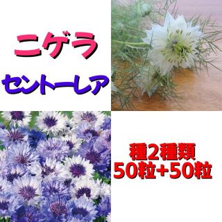 秋まき ニゲラ＆セントーレア 種子2種類(50+50粒) セット(プランター)