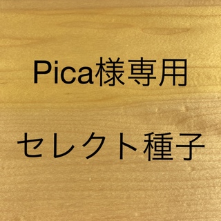 Pica様専用　セレクト種子　2袋(プランター)