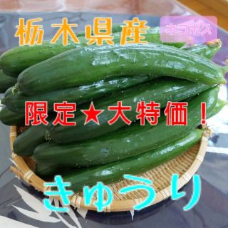 大特価❗栃木県産　きゅうり(野菜)