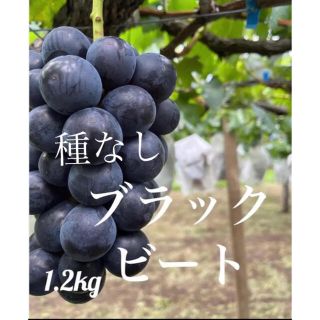 山梨県産ぶどう【ブラックビート】1.2kg(フルーツ)