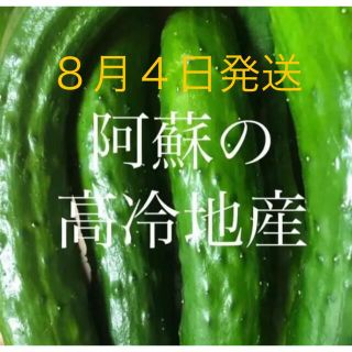 阿蘇高冷地産　きゅうり　宅配便コンパクト(野菜)