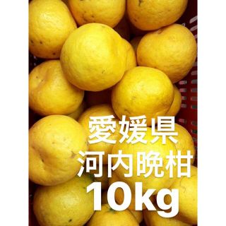 愛媛県産　河内晩柑　宇和ゴールド　柑橘　10kg(フルーツ)