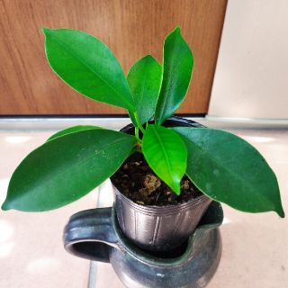 ガジュマル苗木(その他)