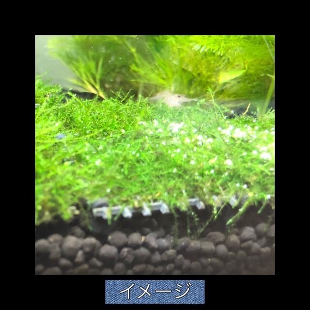 マーケティング 熱帯魚のごはん おとひめS1 600g アクアリウム グッピー 金魚 ベタ 熱帯魚のごはん おとひめS1 500g アクアリウム グッピー 金魚 ベタ