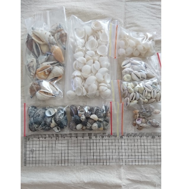 貝殻 セット 工作などに ハンドメイドの素材/材料(その他)の商品写真