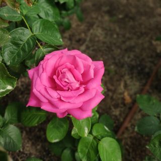 マイメロディ様専用(菓子/デザート)