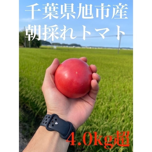 朝採れ！大玉トマト 4.0kg以上 【千葉県旭市産】 食品/飲料/酒の食品(野菜)の商品写真