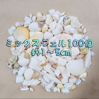 貝殻　貝殻セット　夏休み　工作　ハンドメイド　ディスプレイ　海　貝がら(各種パーツ)