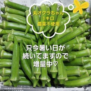 【無農薬】丸オクラ(丸おくら)1キロ(野菜)