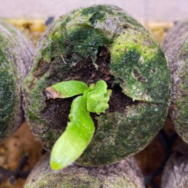 P.Willinckii ’Jade Girl‘ spore ビカクシダ　A