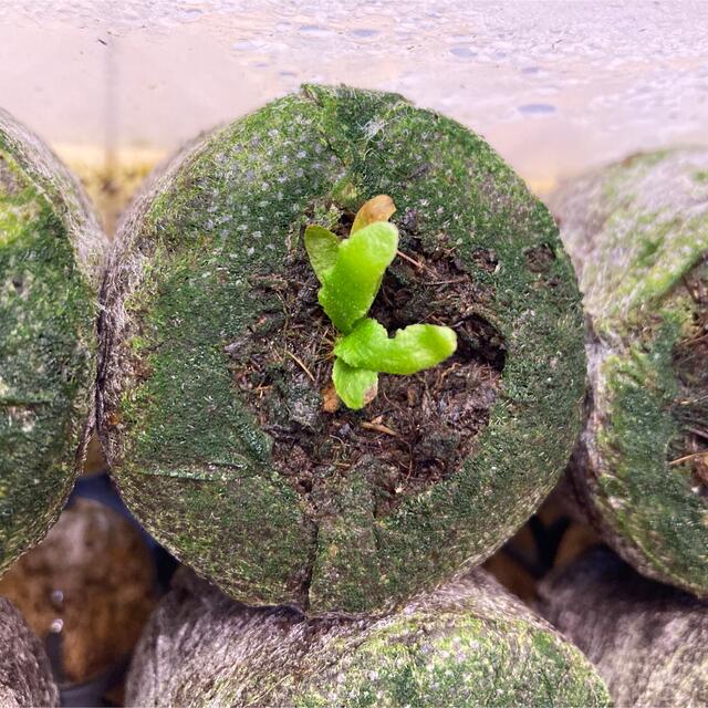 P.Willinckii ’Jade Girl‘ spore ビカクシダ　C