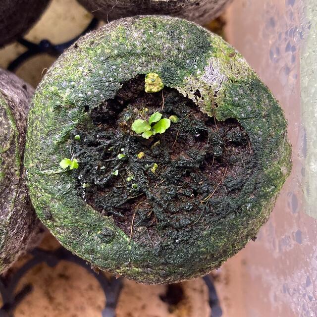 P.Willinckii ’Jade Girl‘ spore ビカクシダ　Dのサムネイル