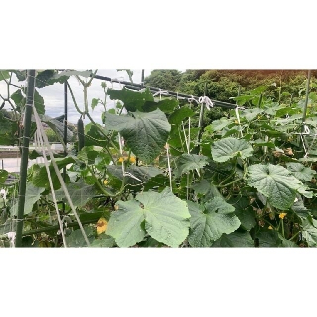 国産　新鮮　無農薬お野菜 食品/飲料/酒の食品(野菜)の商品写真