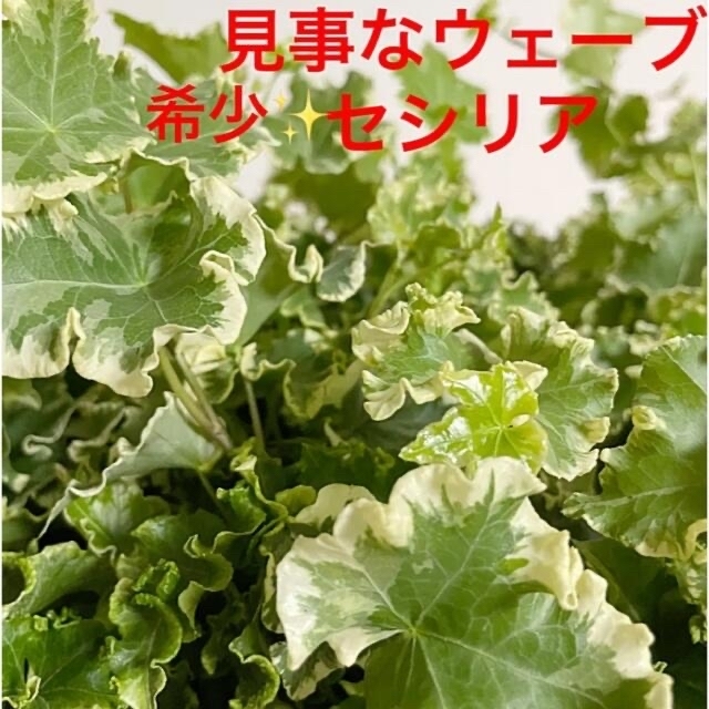 観葉植物　入手困難　アイビーセシリア＆リンダ　安心の抜き苗各１本づつ ハンドメイドのフラワー/ガーデン(その他)の商品写真