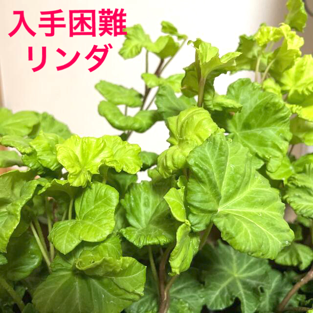 観葉植物　入手困難　アイビーセシリア＆リンダ　安心の抜き苗各１本づつ ハンドメイドのフラワー/ガーデン(その他)の商品写真