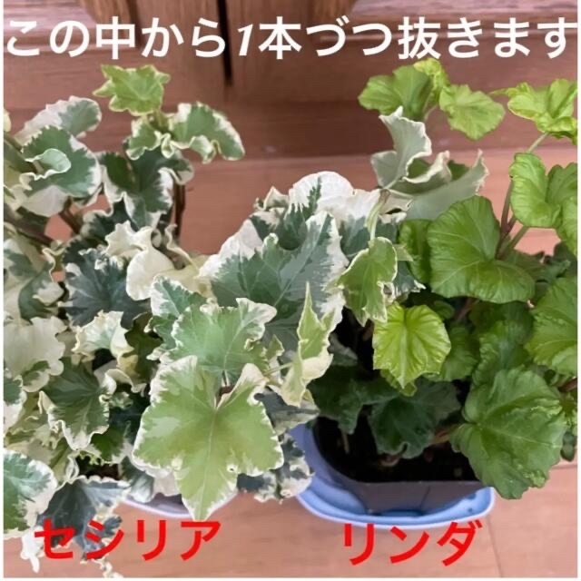 観葉植物　入手困難　アイビーセシリア＆リンダ　安心の抜き苗各１本づつ ハンドメイドのフラワー/ガーデン(その他)の商品写真