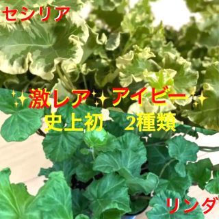 観葉植物　入手困難　アイビーセシリア＆リンダ　安心の抜き苗各１本づつ(その他)