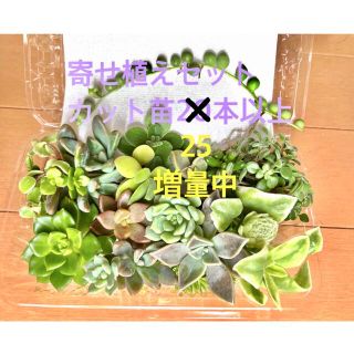 ローズ様専用/多肉植物/カット苗/寄せ植え/春萌/七福神/マクドガリー/セダム/(その他)