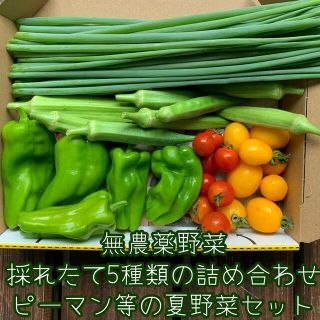 無農薬野菜＊採れたて5種類の詰め合わせ＊なす等の夏野菜セット＊コンパクト＊(野菜)