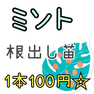 ミント☆根出し苗☆ポットなし(その他)