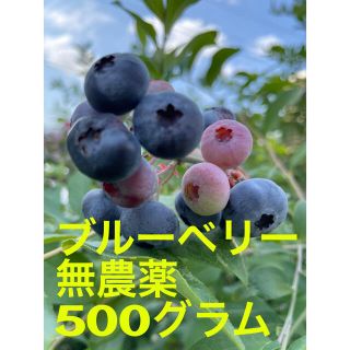 ブルーベリー500グラム 無農薬(フルーツ)