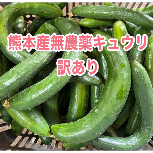 熊本産無農薬キュウリ訳あり5キロ　食品