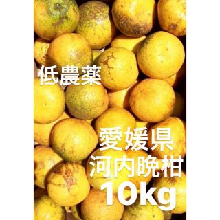 愛媛県産　低農薬　宇和ゴールド　河内晩柑　柑橘　10kg(フルーツ)