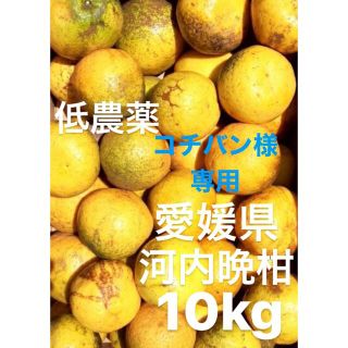 コチバン様　専用　愛媛県産　低農薬　宇和ゴールド　河内晩柑　柑橘　10kg(フルーツ)