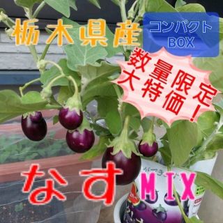 栃木県産　なすMIX【コンパクトBOX】(野菜)