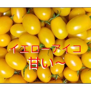 フルーツミニトマト　糖分高い完熟イエローアイコ(野菜)