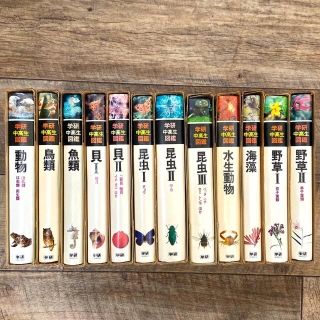 書道具 篆刻 螺鈿蒔絵装飾 印材 4点まとめて 時代箱付 D R1852の通販 在庫限り特価品 書道具 篆刻 螺鈿蒔絵装飾 印材 4点まとめて 時代箱付 D R1852 書