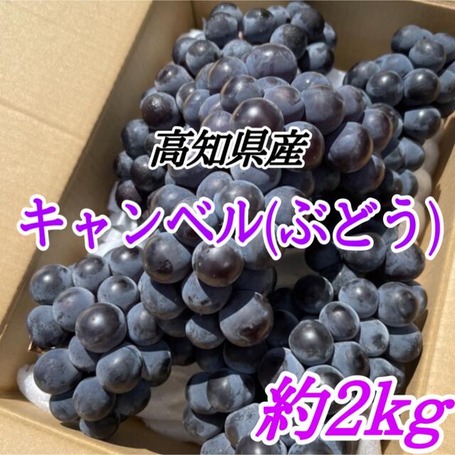 高知県産 キャンベル ぶどう ブドウ 葡萄 食品/飲料/酒の食品(フルーツ)の商品写真