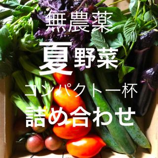 ♪無農薬　夏野菜　詰め合わせ♪　コンパクト　採りたて(野菜)