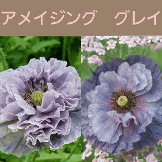 育て方付き❀エレガントでワイルドなポピー*アメイジンググレイ*花の種(その他)