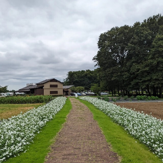 はいが通販できますはあはい