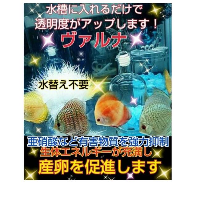 水槽の透明度アップ！有害物質、感染症強力抑制！ヴァルナミニ23センチ☆水替え不要