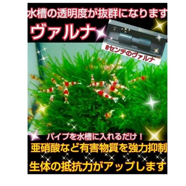 ヴァルナミニ　23センチ　水槽の透明度が抜群に！有害物質強力抑制！水替え不要に！