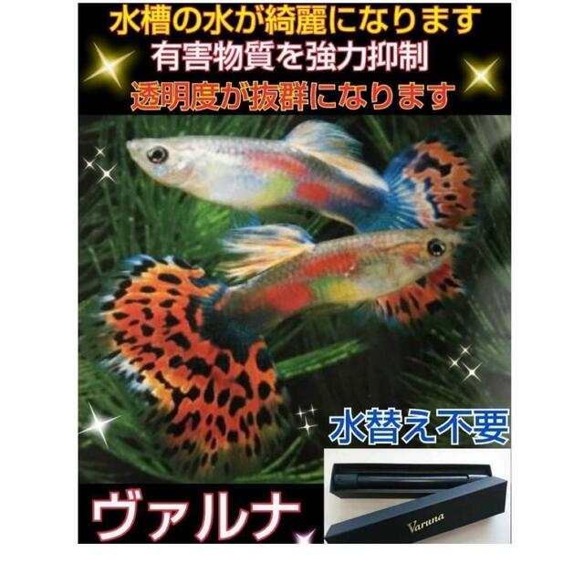 水槽の透明度アップ！有害物質、感染症強力抑制！ヴァルナミニ23センチ☆水替え不要