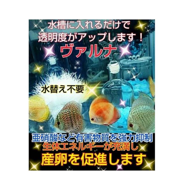 水槽の透明度アップ！有害物質、感染症強力抑制！ヴァルナミニ23センチ☆水替え不要 4