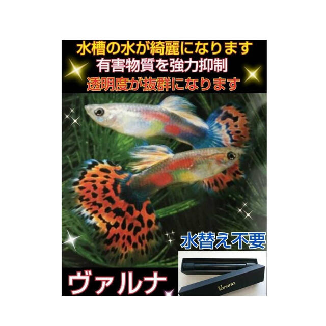 水槽の透明度アップ！有害物質、感染症強力抑制！ヴァルナミニ23センチ☆水替え不要 7