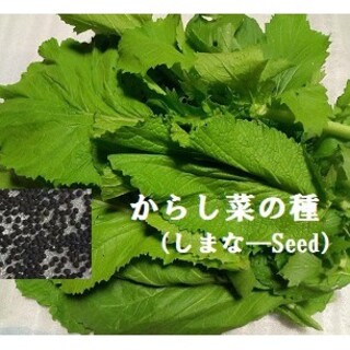 K0805 カラシナの種2.5ml 　800〜1000粒　沖縄からし菜 しまなー(野菜)