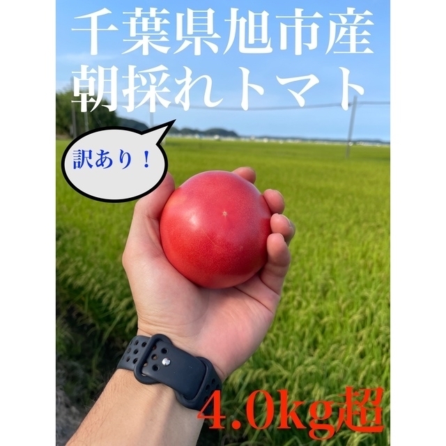 訳ありトマト 4.0kg以上【千葉県旭市産】 食品/飲料/酒の食品(野菜)の商品写真