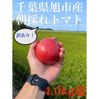 訳ありトマト 4.0kg以上【千葉県旭市産】(野菜)