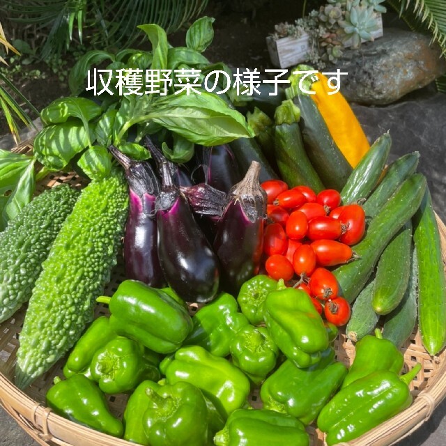 野菜たっぷり生活 10種類の乾燥野菜MIX 100g×1袋 簡単お手軽超便利！ 食品/飲料/酒の食品(野菜)の商品写真